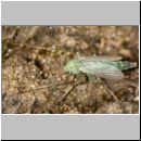 Chironomidae sp - Zuckmuecke w01a 7mm.jpg